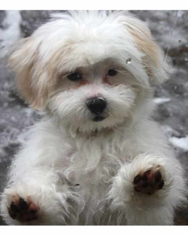 Grooming Your Shih Tzu Keeping Your Dog Clean PetHelpful