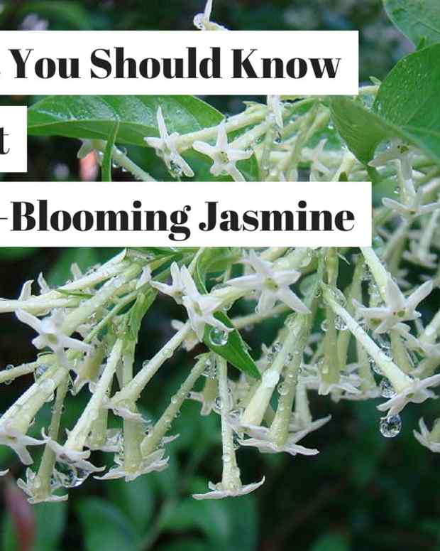 StepbyStep Instructions for Growing Confederate Jasmine in a