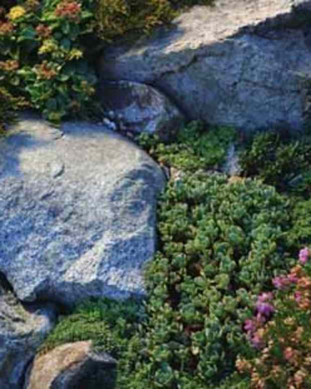 good-plants-and-erosion-controls-for-slopes