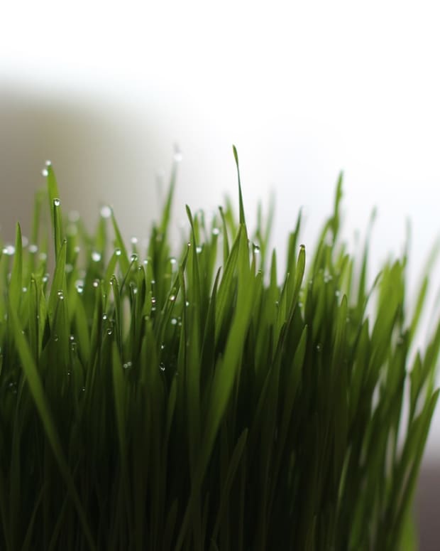 wheatgrass-health-and-benefits