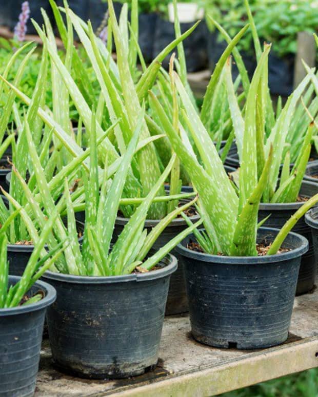 How To Grow Aloe Vera Indoors Or Outdoors Dengarden 5143