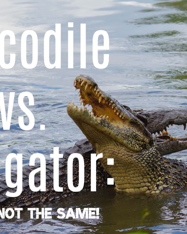 whats-the-difference-between-alligators-and-crocodiles