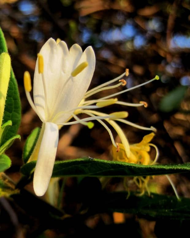 honeysuckle-for-colds-and-flu