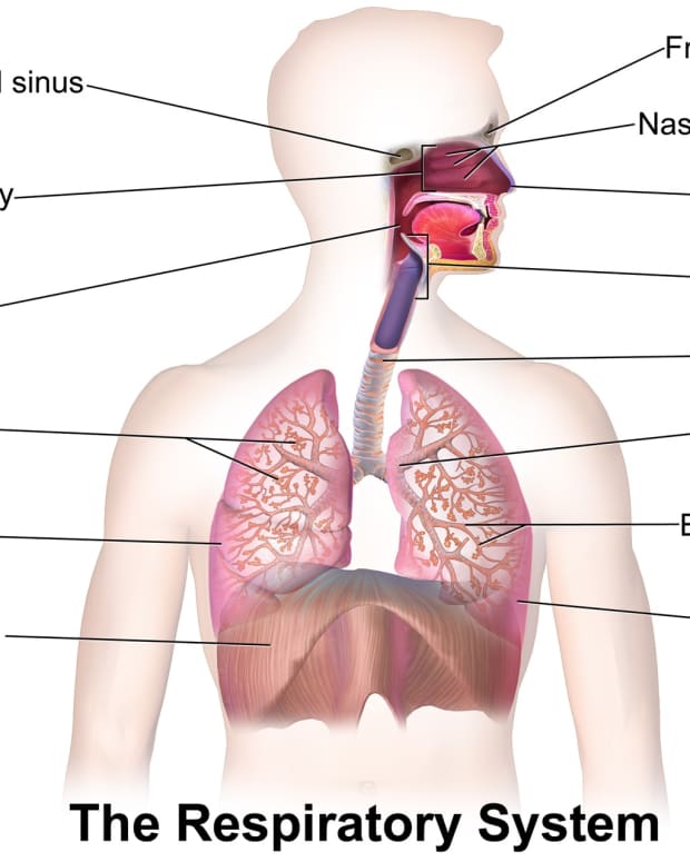 thirty-surprising-facts-about-the-respiratory-system