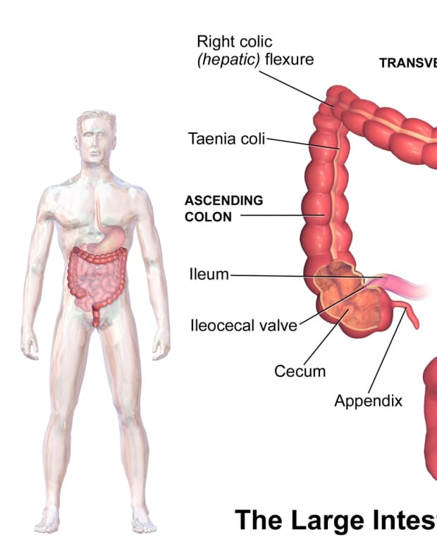 human-intestinal-flora-and-fecal-transplantation