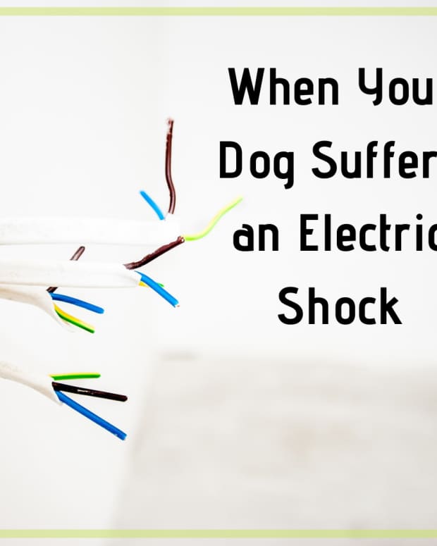 help-my-dog-has-been-electrocuted-what-to-do-if-your-dog-has-been-shocked