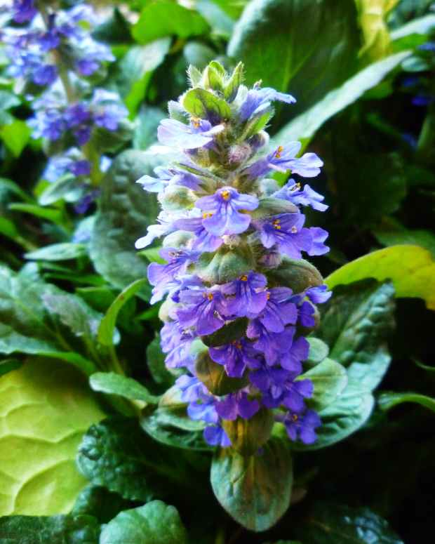 ajuga-ground-cover-as-gardening-gifts-for-the-home-gardener