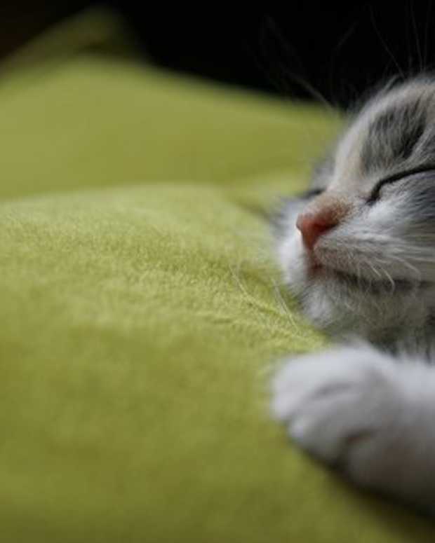 ten-reasons-why-i-love-my-family