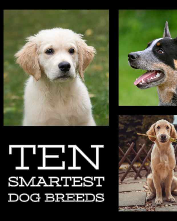 top-ten-smartest-dog-breeds