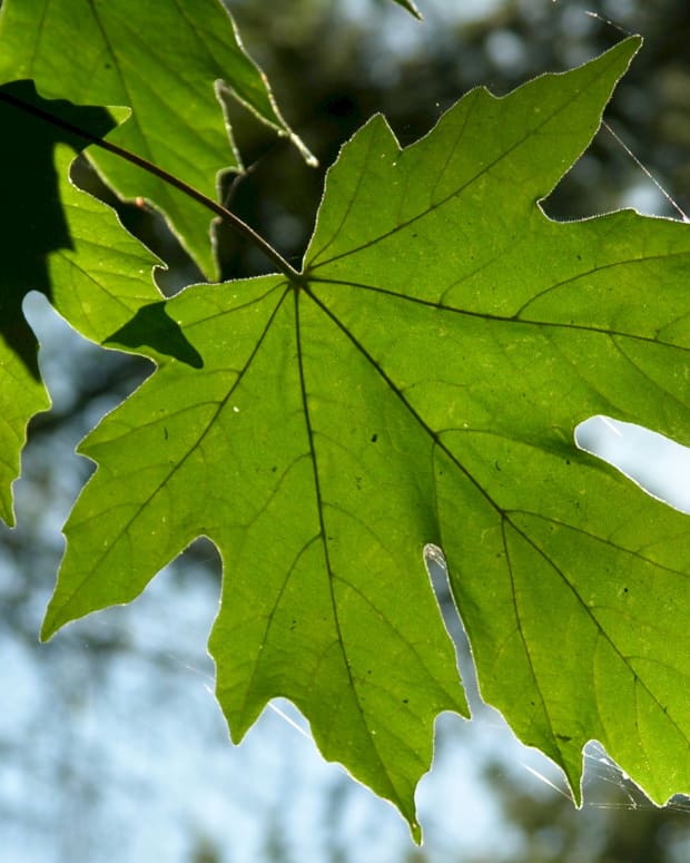 Kaede The Japanese Maple Tree Dengarden Home And Garden