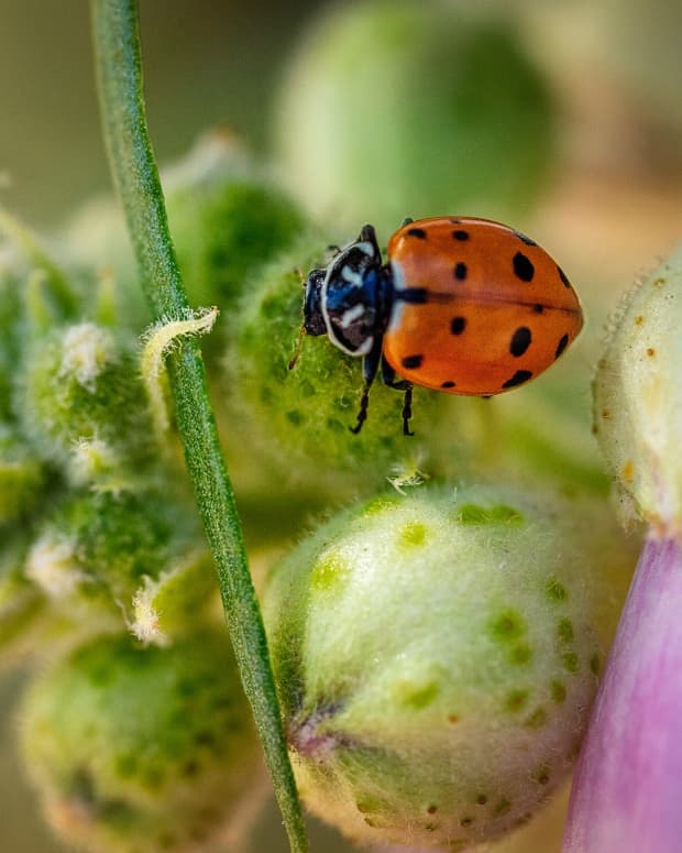 how-to-get-rid-of-aphids-in-your-garden