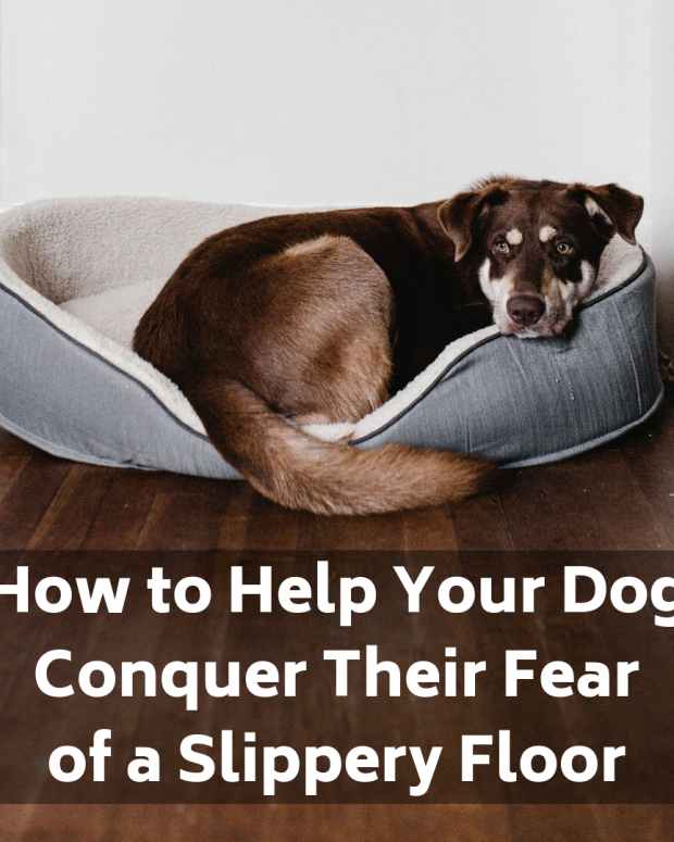 Why Is My Dog Panting After Giving Birth? PetHelpful