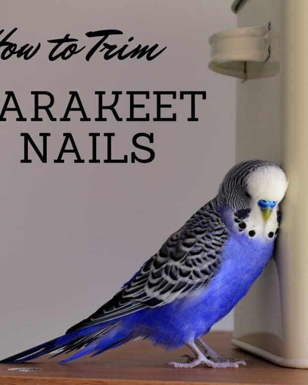 What to Do if You Cut Your Parakeet's Nail Too Short - PetHelpful