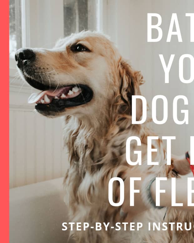 how-to-rid-your-dog-of-fleas-fast