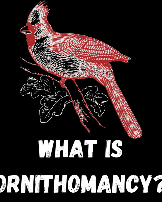 ornithomancy-divination-from-the-flight-and-cries-of-birds