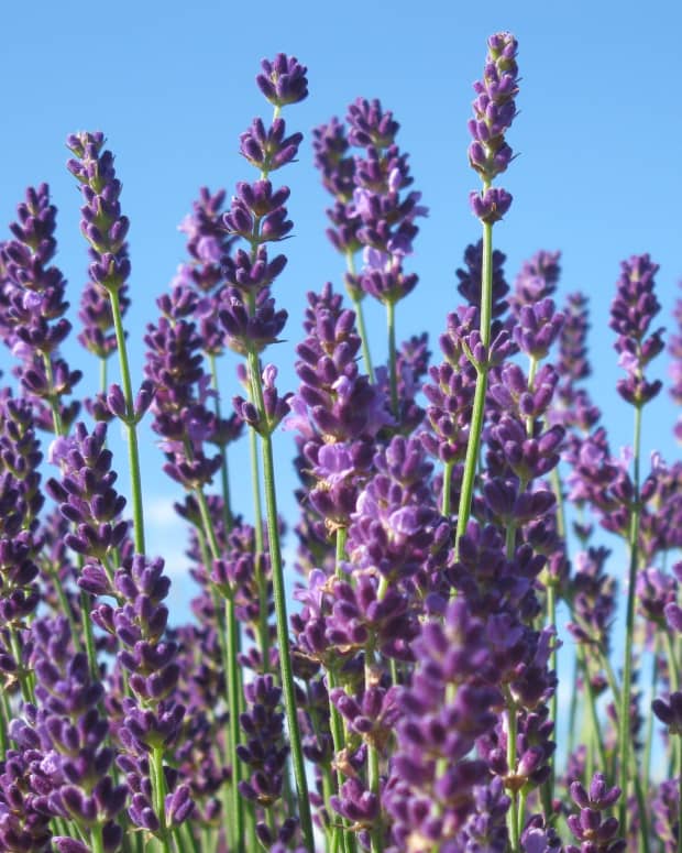 Grow Lavender in Acid or Clay Soil Dengarden