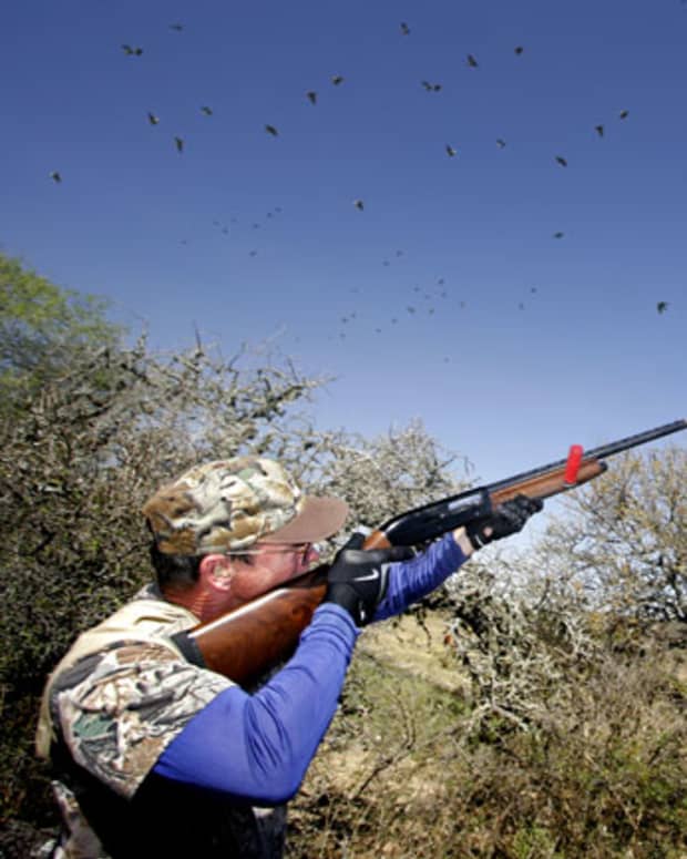 dove-hunting-in-texas