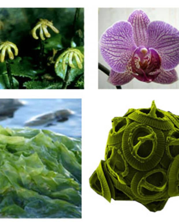 types-of-plants-with-pictures