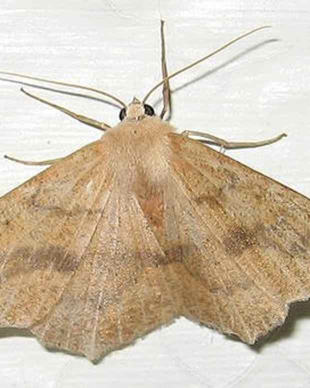 How to Get Rid of Fruit Flies Fast Dengarden