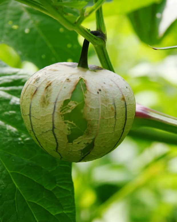 Growing Mirlitons From Garden to Table Dengarden Home
