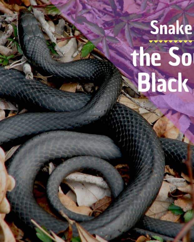 facts-about-southern-black-racer-snakes