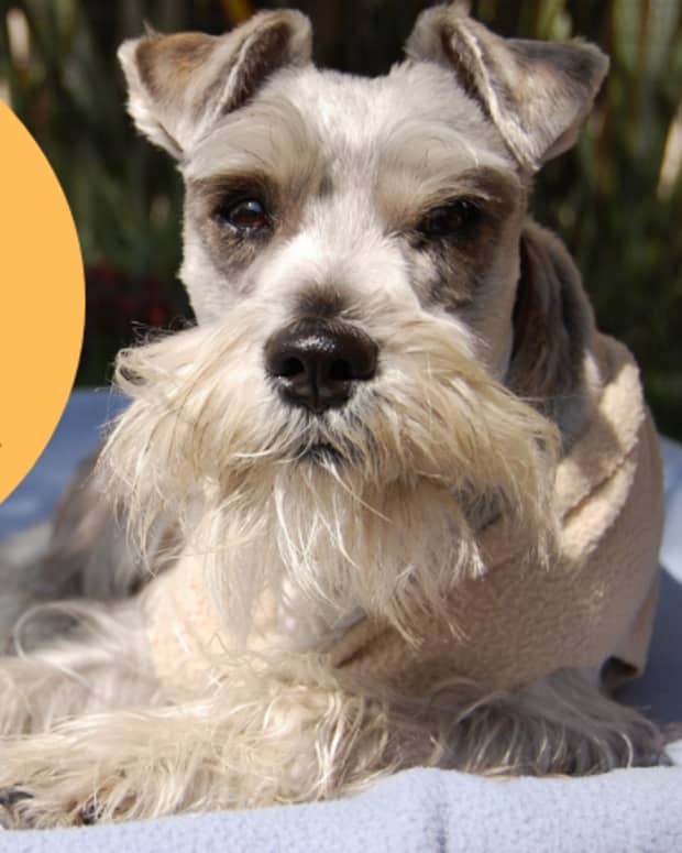 can a miniature schnauzer and a american eskimo dog be friends