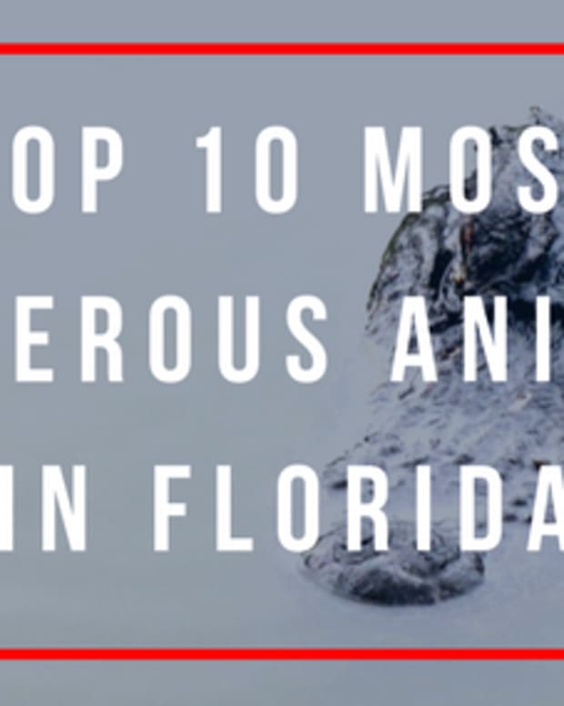 most-dangerous-animals-in-florida-top-10