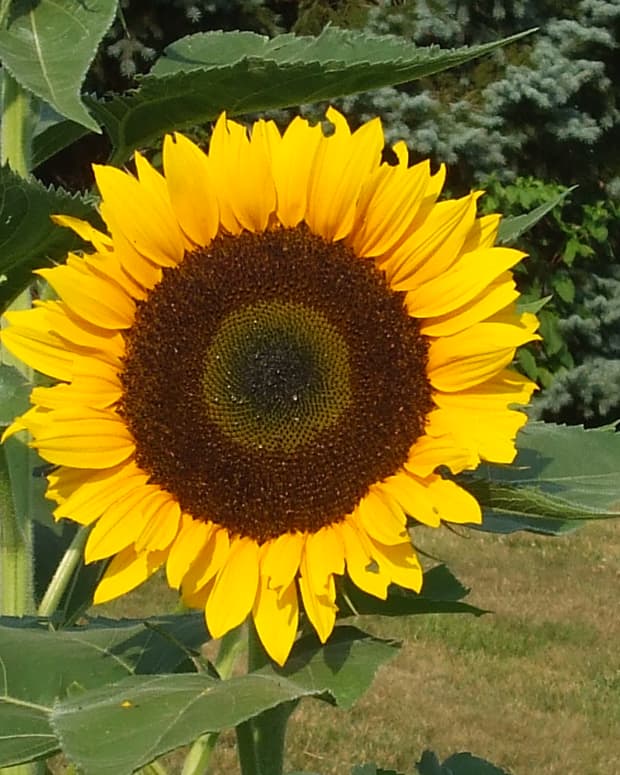7-mistakes-to-avoid-when-harvesting-and-roasting-sunflowers