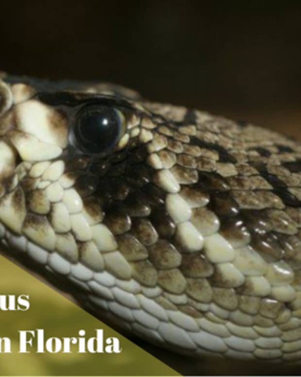 6-most-dangerous-snakes-in-florida