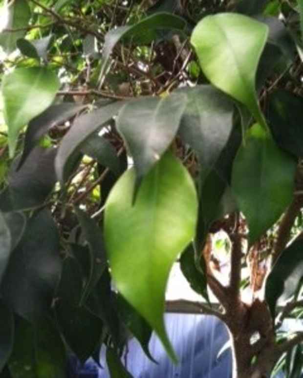 Why Are My Plant's Leaves Turning Yellow or Falling Off? Dengarden Home and Garden