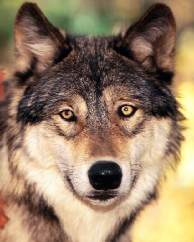 animal-spirit-guides-the-wolf