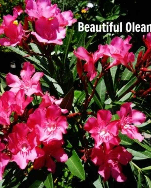 southern-beauty-oleander-pictures-hardy-and-evergreen-shrubs