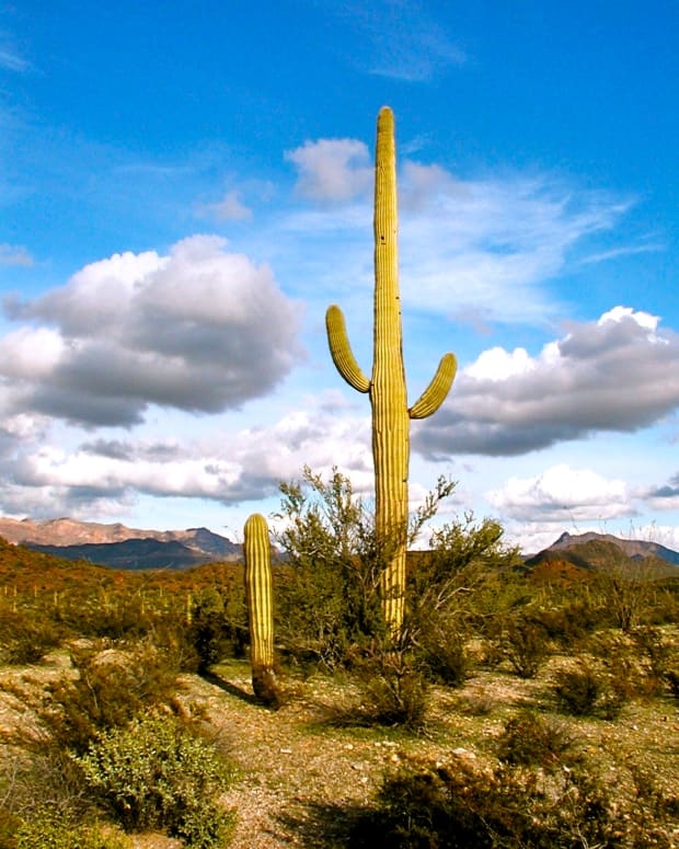 cactus-on-the-desert-landscape