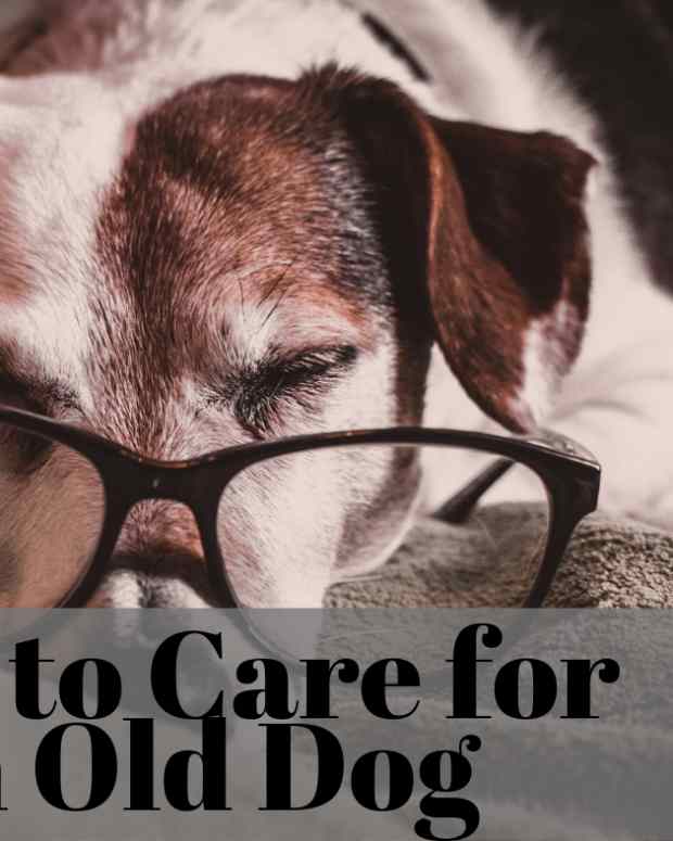 Tips on Caring for an Older Dog PetHelpful
