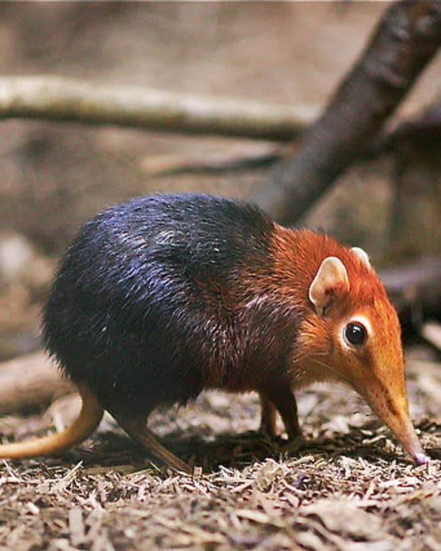 elephant-shrews-small-african-animals-with-long-mobile-noses