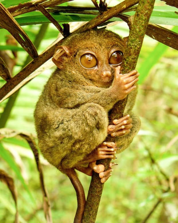 the-tarsier-a-strange-and-endangered-primate-in-southeast-asia