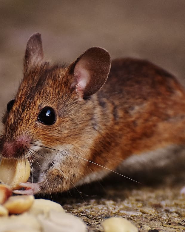 The Best Ways to Catch a Mouse - Dengarden - Home and Garden