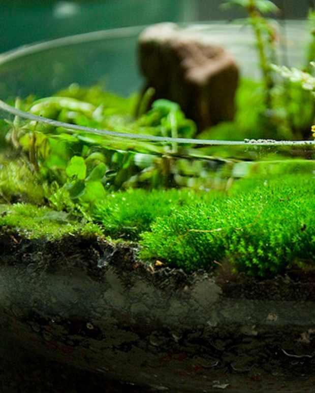 How to Grow Moss Dengarden