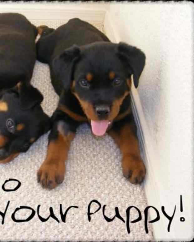 Are Little Dogs Harder To Potty Train