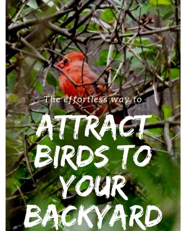 Tips and Tricks for Attracting Birds to Your Yard Dengarden