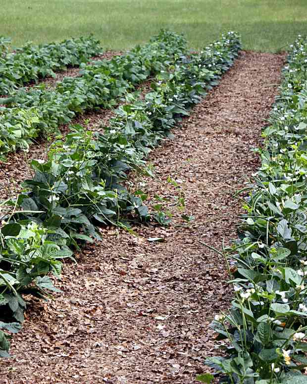 How to Grow a Successful Vegetable Garden Dengarden