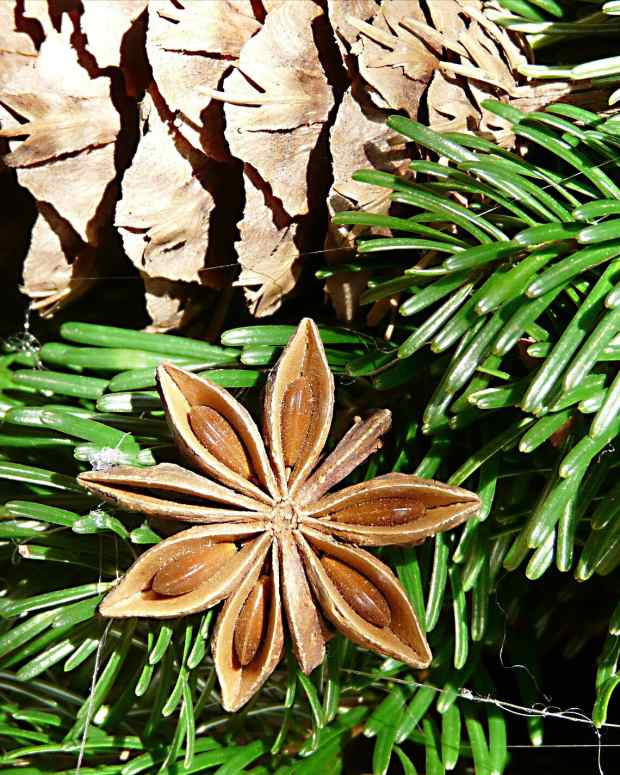 star-anise-a-tasty-and-versatile-spice-with-a-licorice-flavor