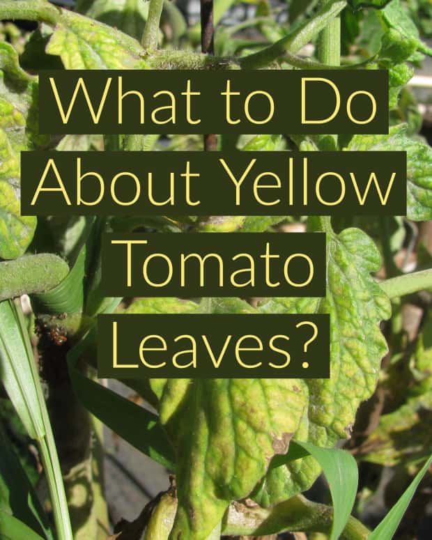 yellow-leaves-on-tomato-plants-get-rid-of-yellow-tomato-leaves