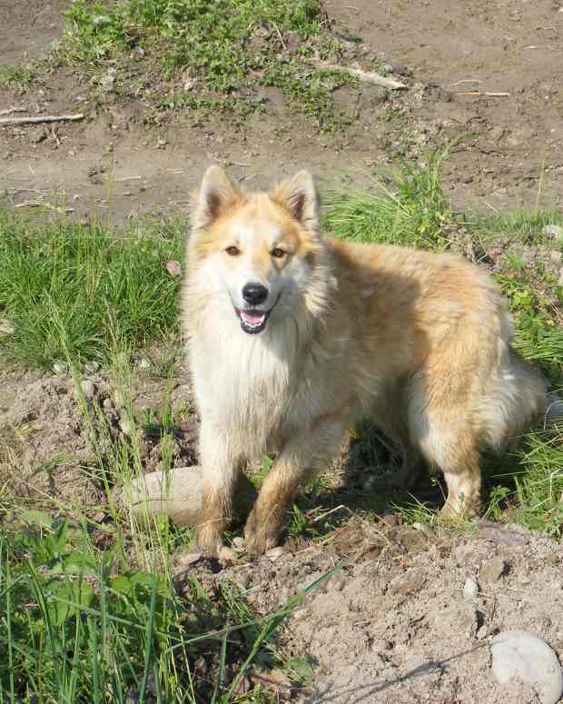 Why Is My Dog Suddenly Scared to Go on Walks? PetHelpful