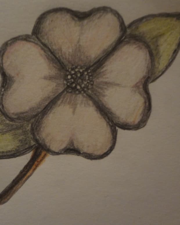 how-to-draw-a-dogwood-flower