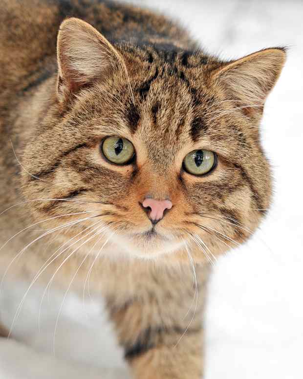 scottish-wildcats-powerful-hunters-and-endangered-animals
