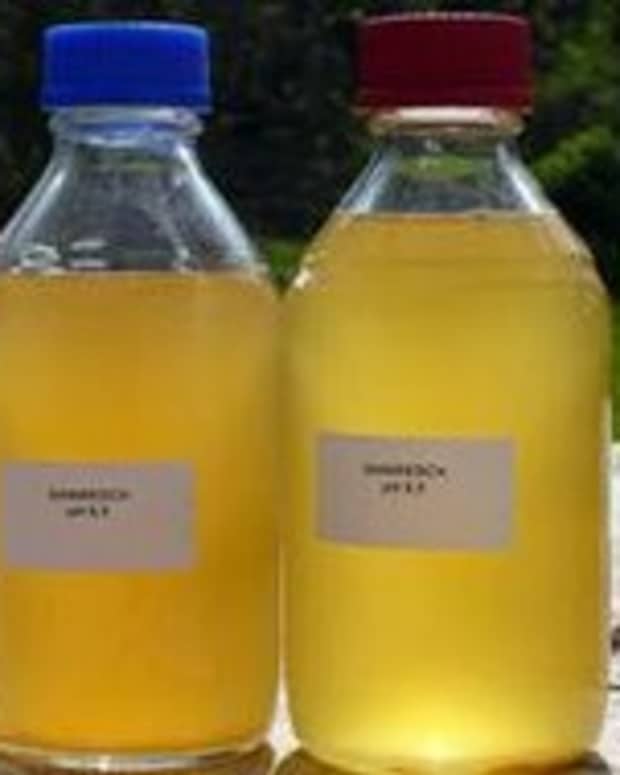 How to Make and Use Garlic Water Pesticide for Plants Dengarden Home and Garden