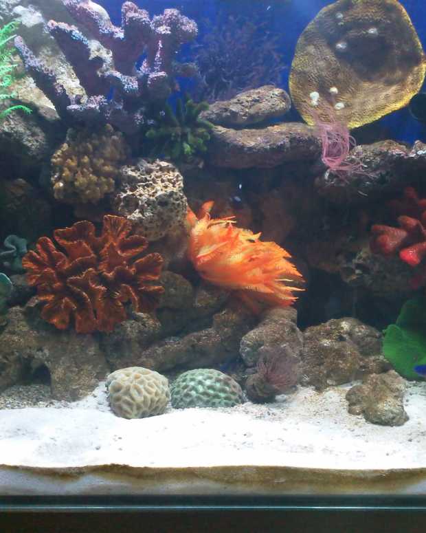 How to Set Up Your Saltwater Fish Tank Aquarium PetHelpful