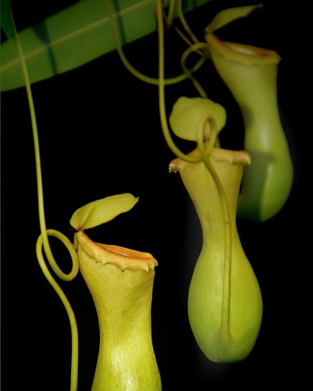 the-pitcher-plant-a-poem