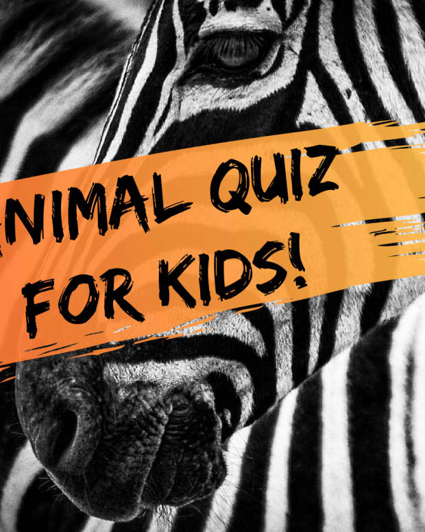 multiple-choice-quiz-how-well-do-you-know-animals-suitable-for-kids